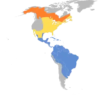 Amerikaanse bosruiter