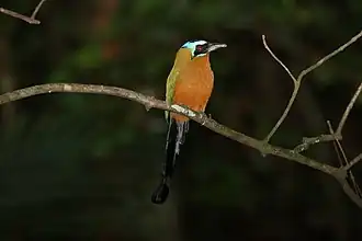 Trinidadmotmot