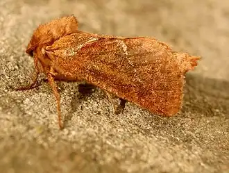 Oranje wortelboorder