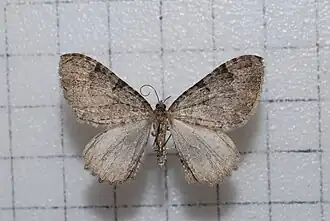 Triphosa rantaizanensis