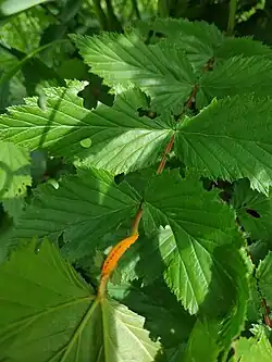 Spermogonium en uredinia