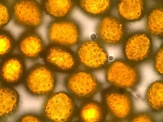 Urediniospore met stekels op de wand van moerasspirearoest