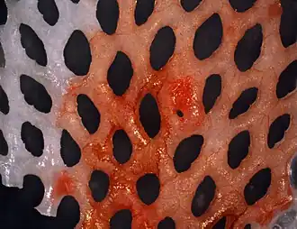 Triphyllozoon trifoliatum