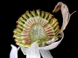 Lengte doorsnede hoofdje