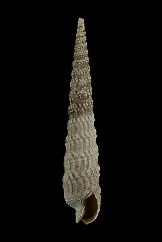 Triplostephanus fenestratus