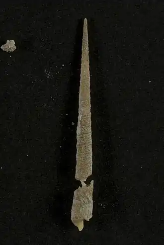 Triplostephanus triseriatus