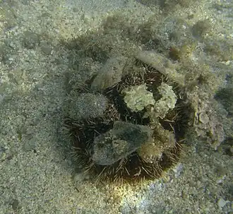 Tripneustes gratilla