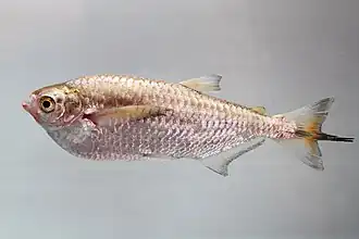 Triportheus angulatus