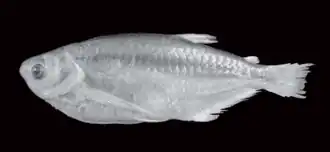 Triportheus guentheri