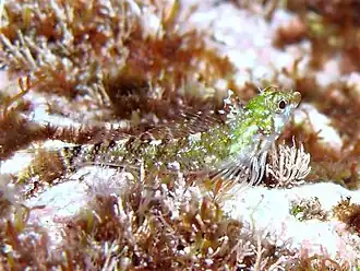 Tripterygion tartessicum