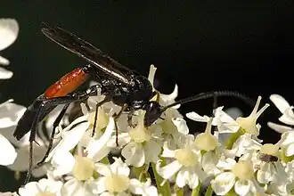 Triptognathus atripes