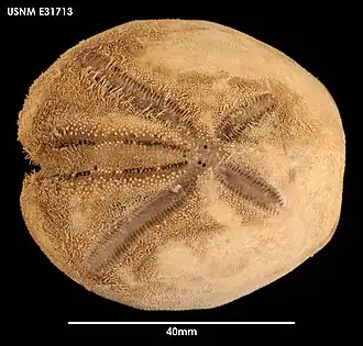 Tripylaster philippii