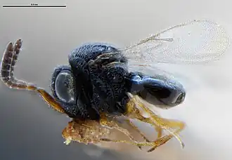 Trissolcus elasmuchae