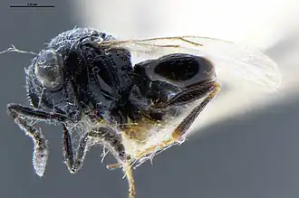 Trissolcus semistriatus