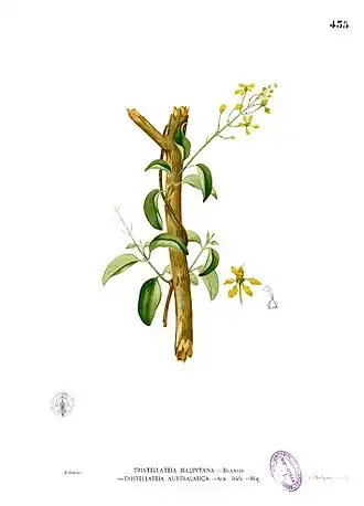 Malpighiaceae