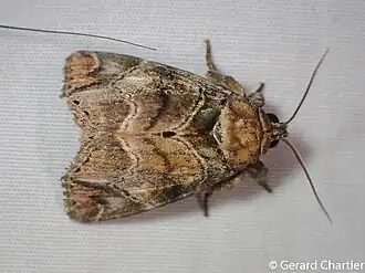 Trisuloides catocalina