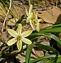 Triteleia ixioides ssp. scabra