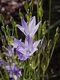 Triteleia laxa