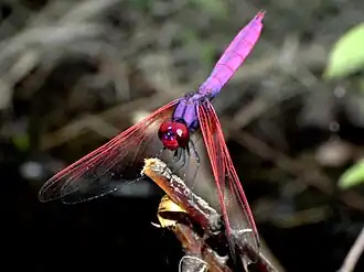 Trithemis aurora