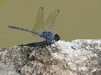 Trithemis dejouxi