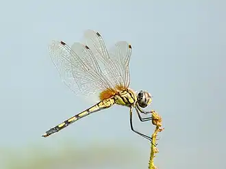 Trithemis pallidinervis