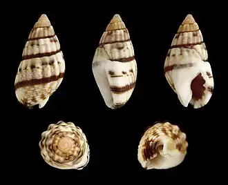 Nassarius cuvierii