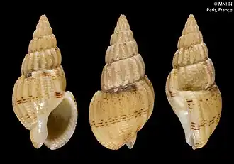 Tritia unifasciatus