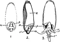 Tarwekorrel. co=coleorhiza, r1 en r2=worteltje