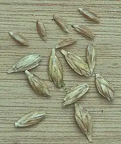 Graankorrels en pakjes (waarin de graankorrels) van bruinkafzomeremmertarwe