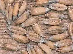 Graanvrucht van gepelde spelt