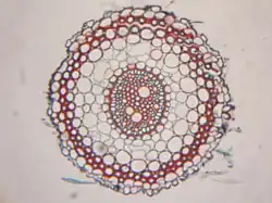 Wortel van gewone tarwe (eenzaadlobbige)