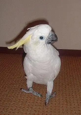 Tritongeelkuifkaketoe