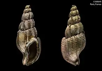 Tritonoharpa boucheti