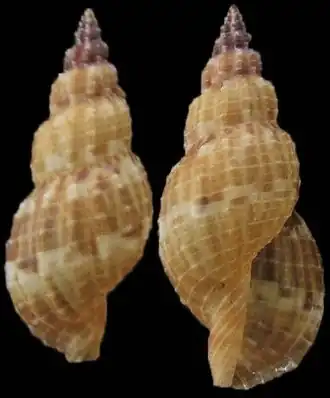 Tritonoturris cumingii