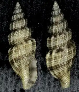 Tritonoturris macandrewi