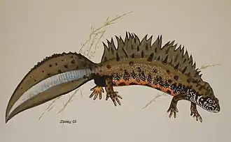 Donaukamsalamander
