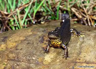 Balkankamsalamander