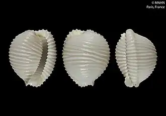 Trivellona eglantina