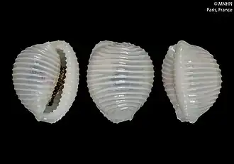 Trivellona paucicostata