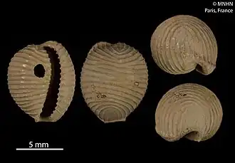 Trivellona suduirauti