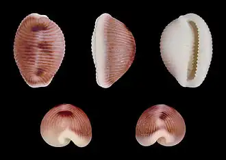 Trivia monacha( Triviidae)