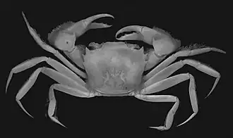 Trizocarcinus tacitus