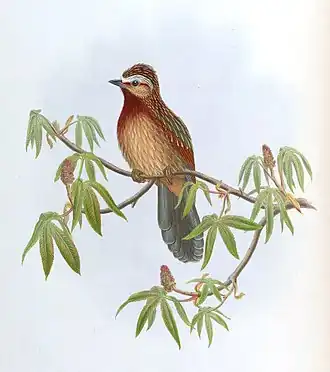 Streepkaplijstergaai