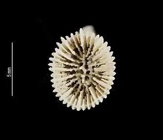 Trochocyathus (Trochocyathus) apertus