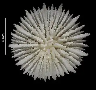 Trochocyathus (Trochocyathus) patelliformis