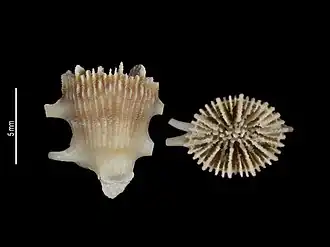 Trochocyathus (Trochocyathus) semperi