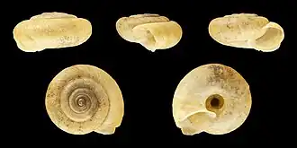 Trochulus graminicola