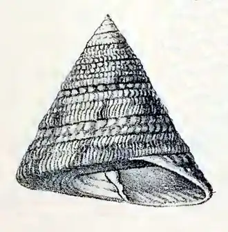 Trochus flammulatus