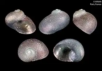 Trogloconcha lozoueti