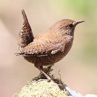 Winterkoning (T. t. fumigatus, de ondersoort van de Zuid-Koerilen, Sachalin en Japan)